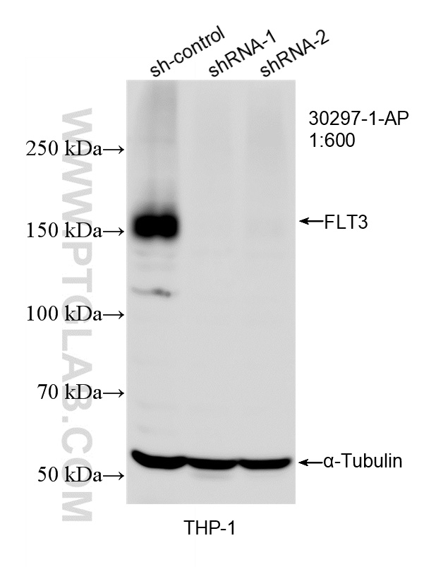 WB analysis of THP-1 using 30297-1-AP