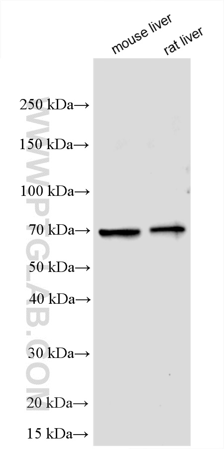 WB analysis using 26704-1-AP