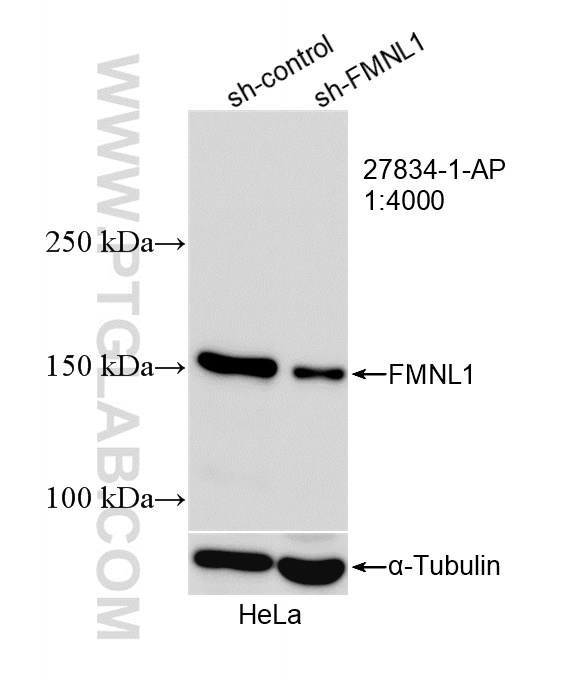 WB analysis of HeLa using 27834-1-AP