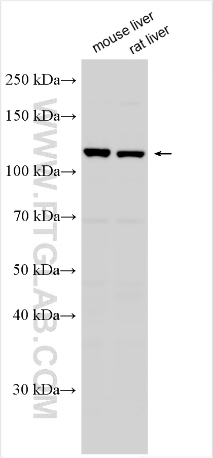 WB analysis using 29756-1-AP