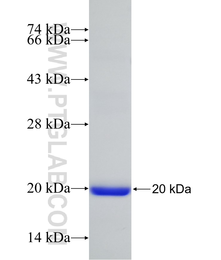 FMNL3 fusion protein Ag31097 SDS-PAGE