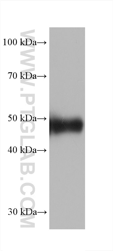 WB analysis of pig kidney using 61032-3-Ig