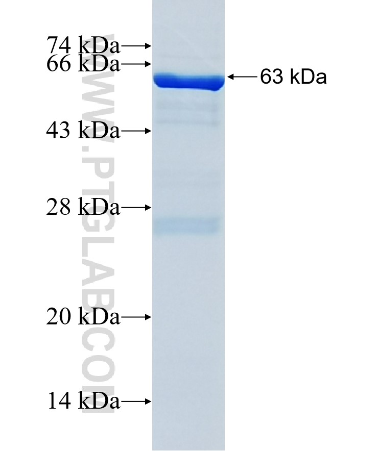 FMO1 fusion protein Ag34267 SDS-PAGE