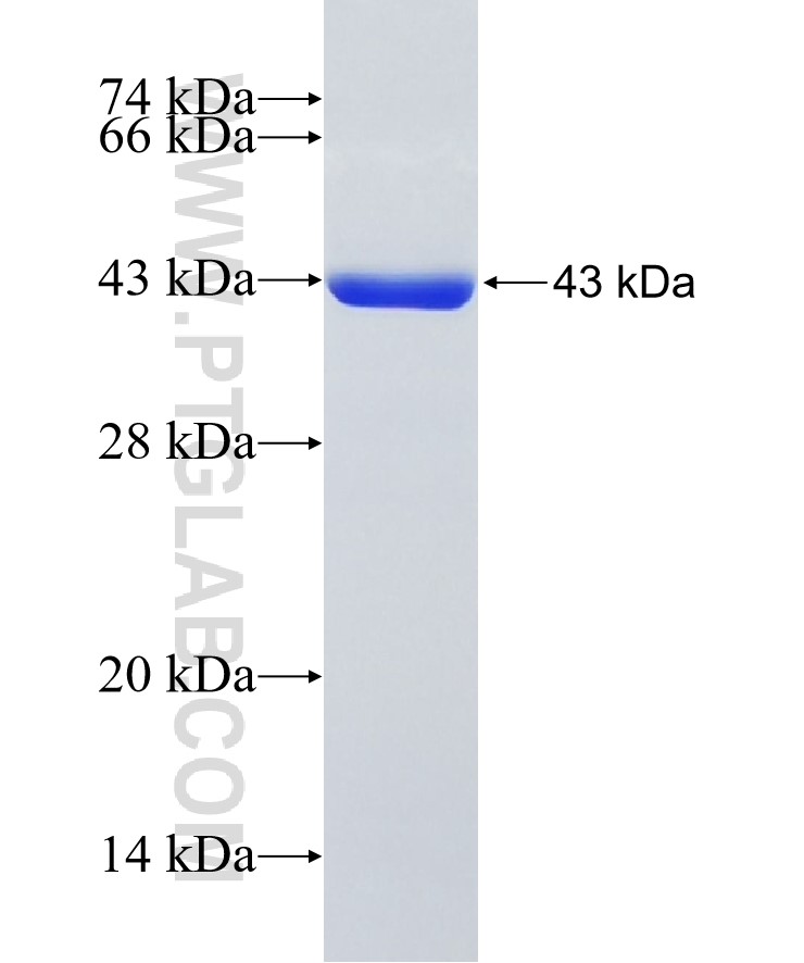 FMO1 fusion protein Ag34286 SDS-PAGE