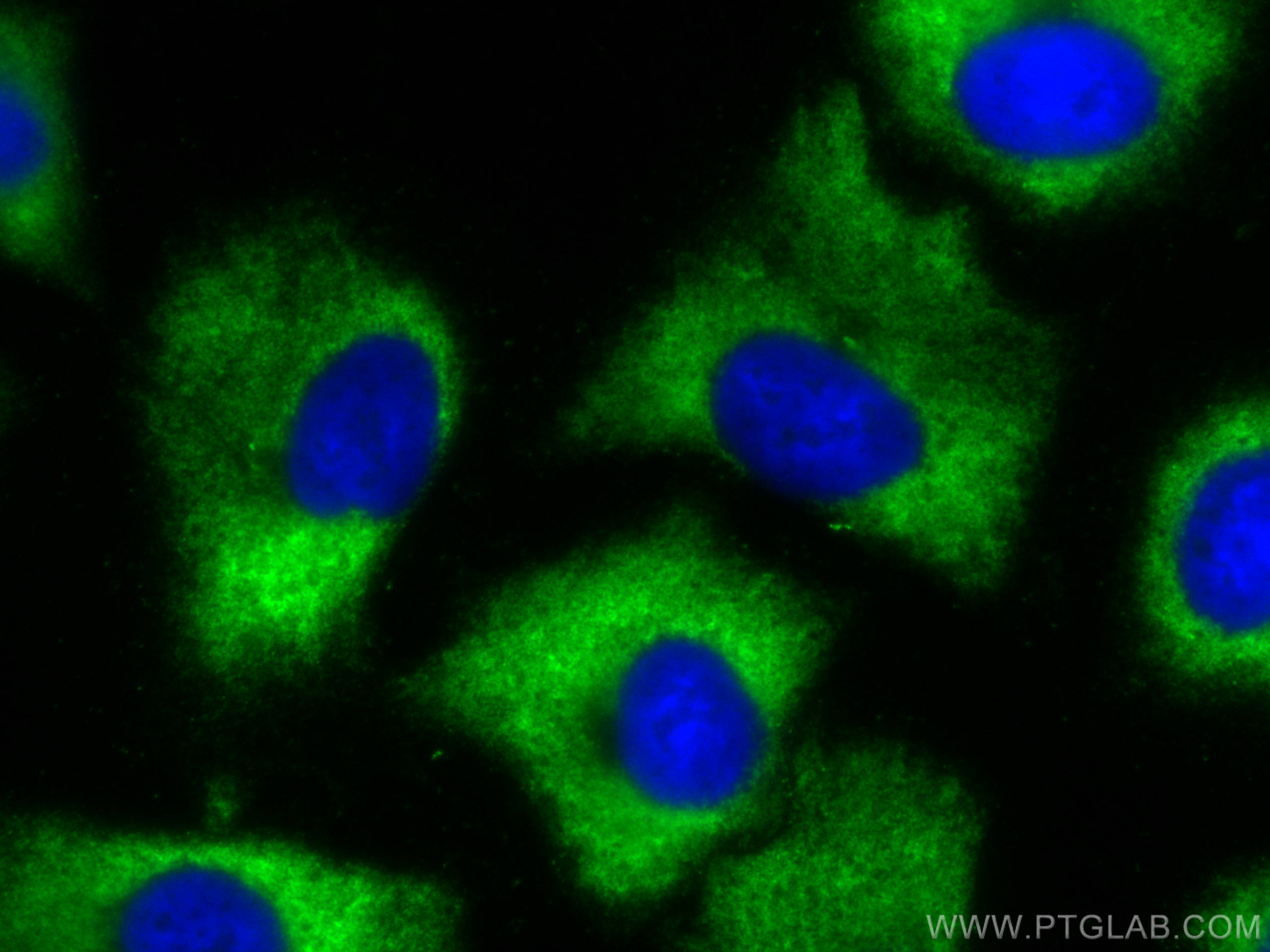 IF Staining of A549 using CL488-67019