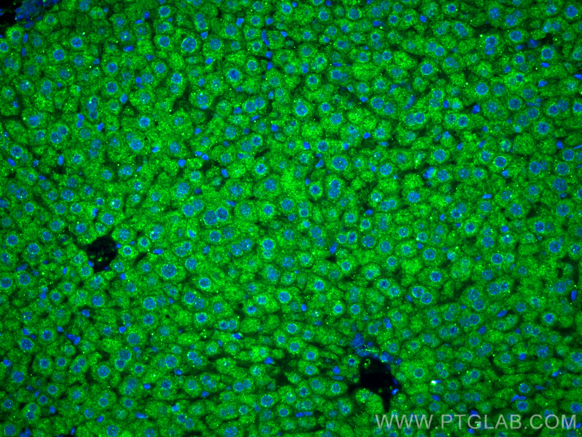 IF Staining of mouse liver using 67881-1-Ig (same clone as 67881-1-PBS)
