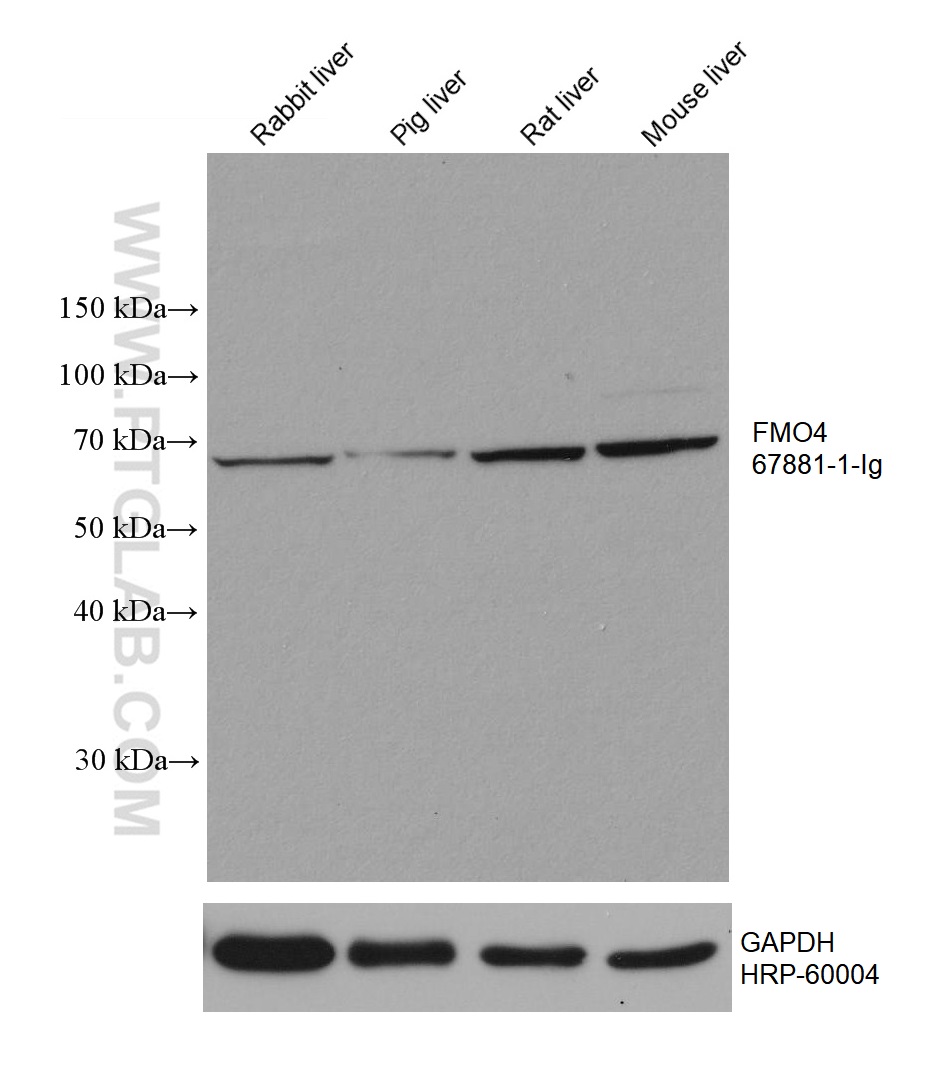 WB analysis using 67881-1-Ig