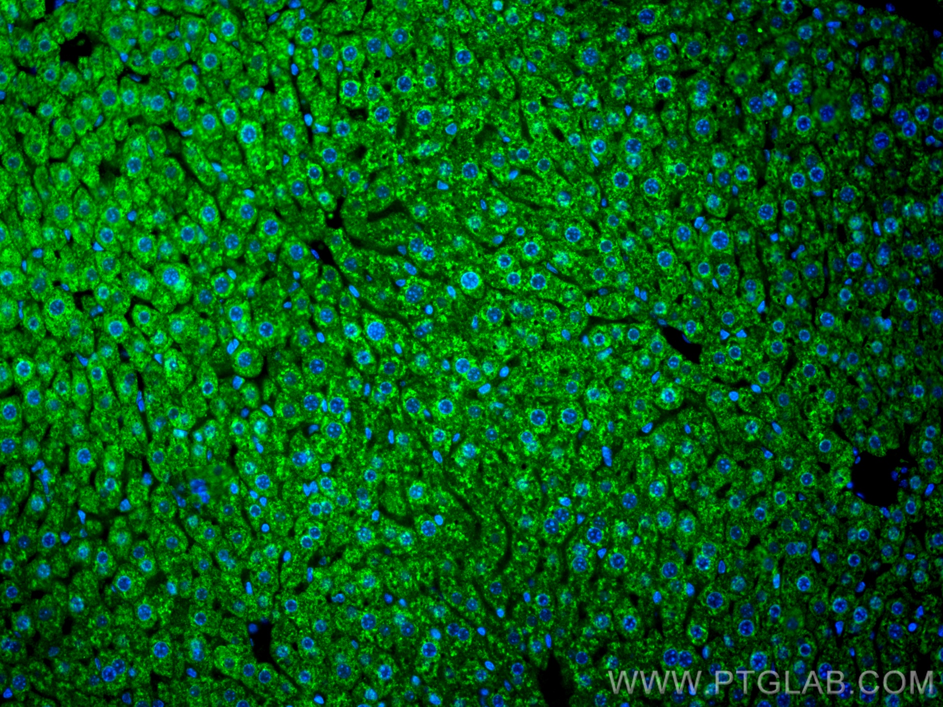 IF Staining of mouse liver using CL488-67881