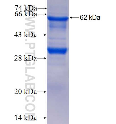 FMO4 fusion protein Ag7590 SDS-PAGE