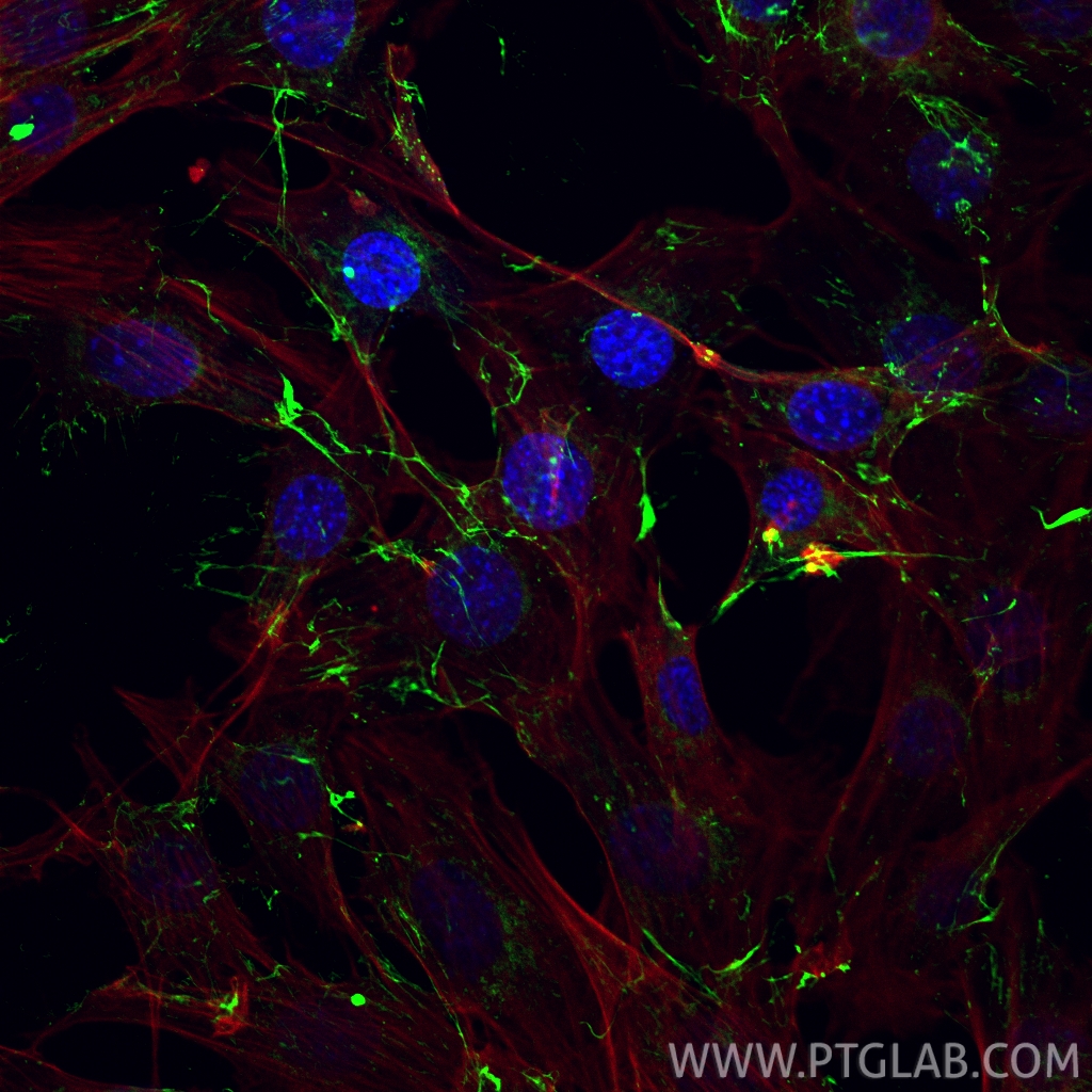 IF Staining of NIH/3T3 using 15613-1-AP