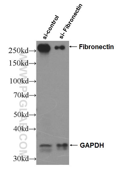 WB analysis of NIH/3T3 using 15613-1-AP