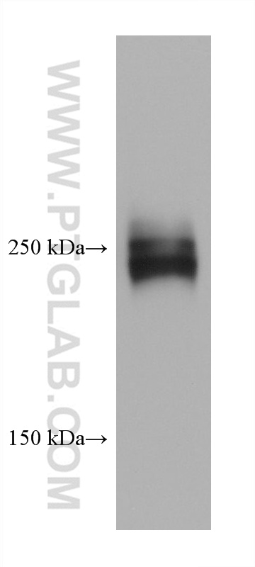 WB analysis of HuH-7 using 66042-1-Ig