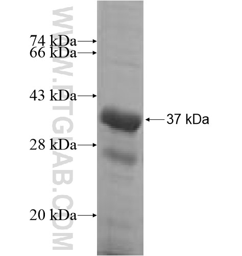 FN3K fusion protein Ag5803 SDS-PAGE FN3K fusion protein Ag5803 SDS-PAGE