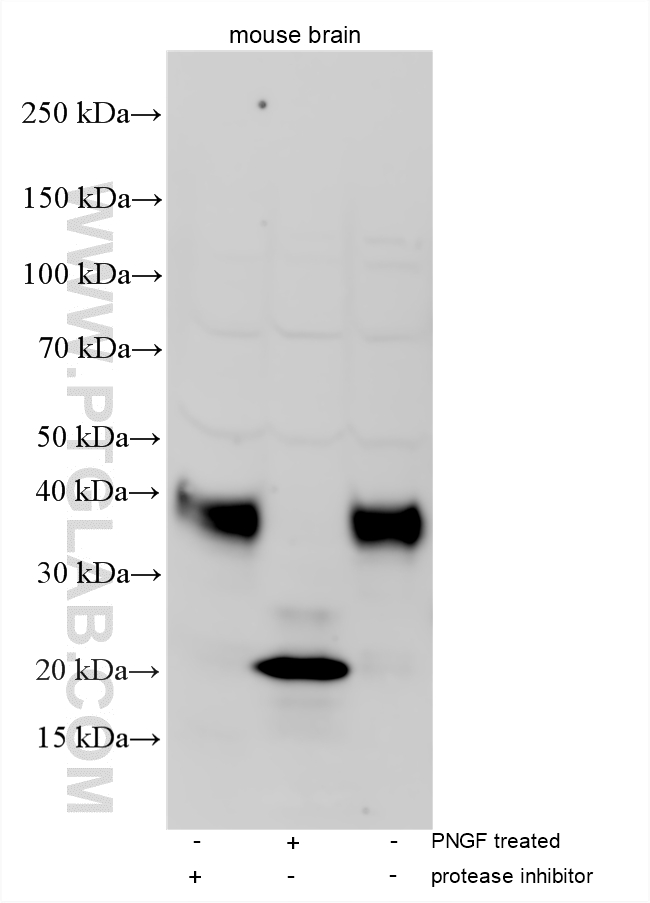 WB analysis using 13632-1-AP