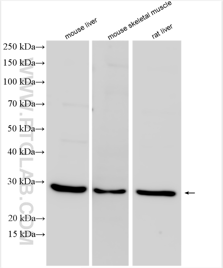 WB analysis using 23995-1-AP