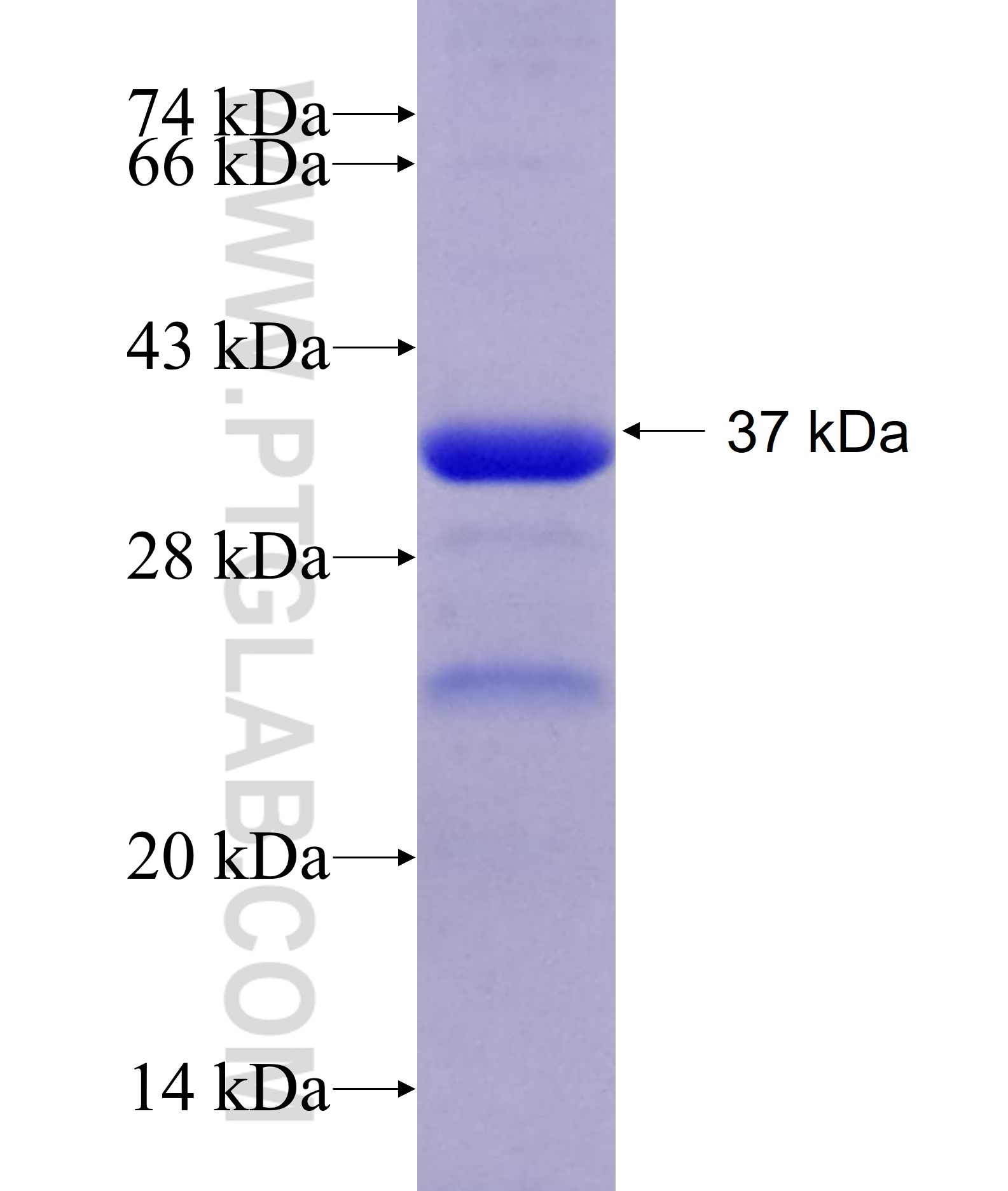 FNIP1 fusion protein Ag13899 SDS-PAGE