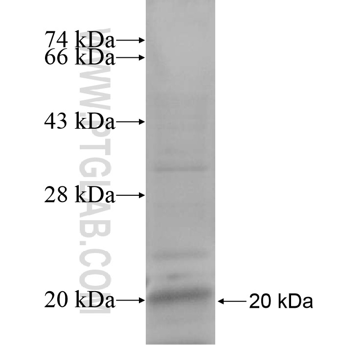 FNIP1 fusion protein Ag13942 SDS-PAGE FNIP1 fusion protein Ag13942 SDS-PAGE