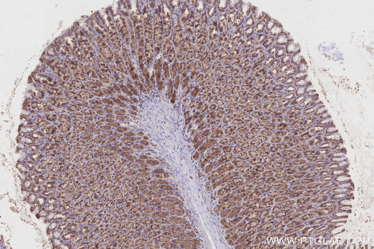IHC staining of rat stomach using 12274-1-AP IHC staining of rat stomach using 12274-1-AP