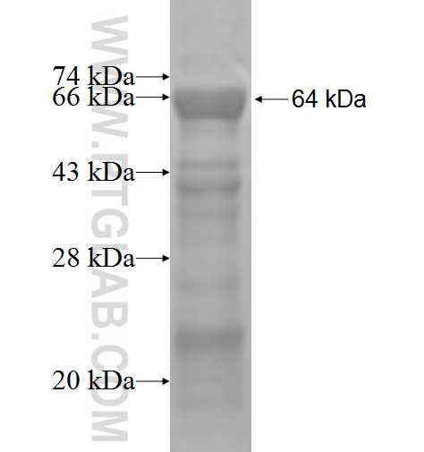 FNTA fusion protein Ag2918 SDS-PAGE