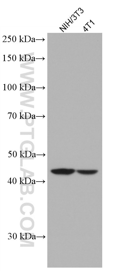 WB analysis using 66783-1-Ig