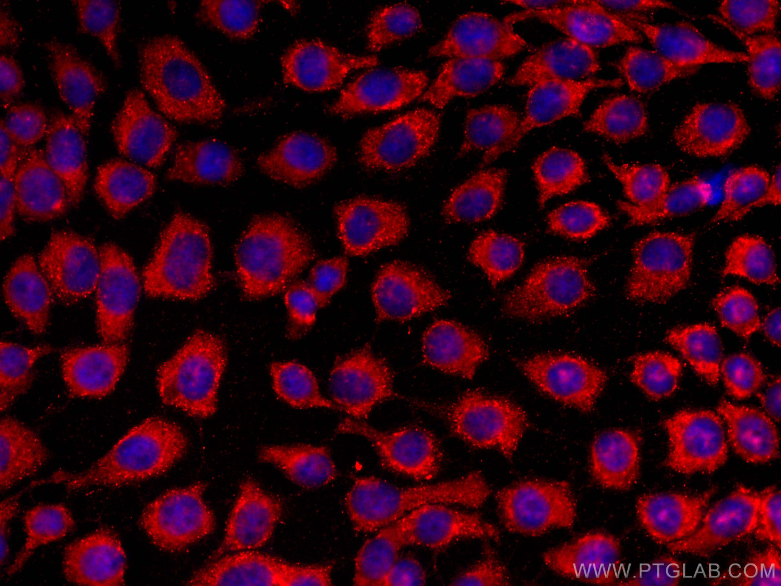 IF Staining of A431 using CL594-66783