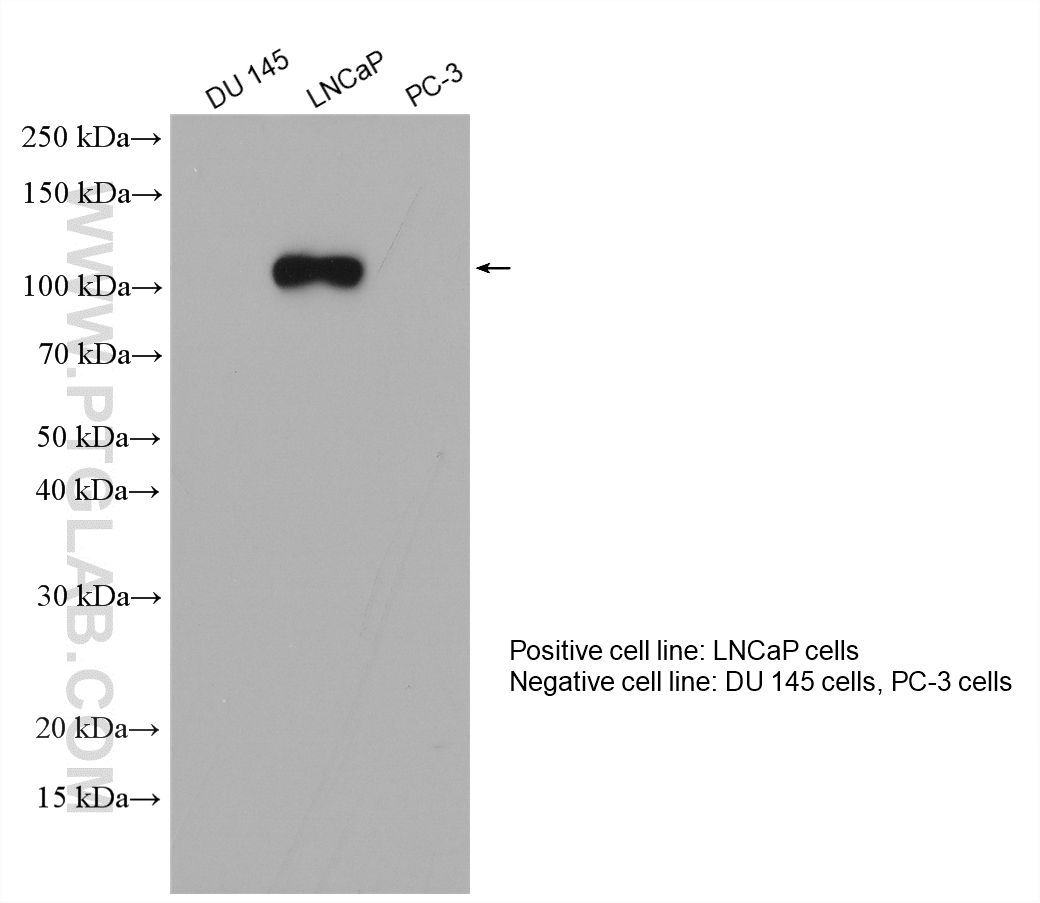 Various lysates were subjected to SDS PAGE followed by western blot with 13163-1-AP (PSMA/GCPII antibody) at dilution of 1:2000 incubated at room temperature for 1.5 hours. WB analysis using 13163-1-AP