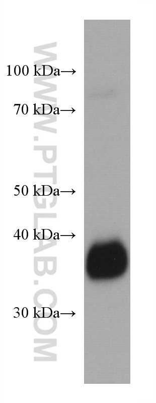 WB analysis of human milk using 60307-1-Ig