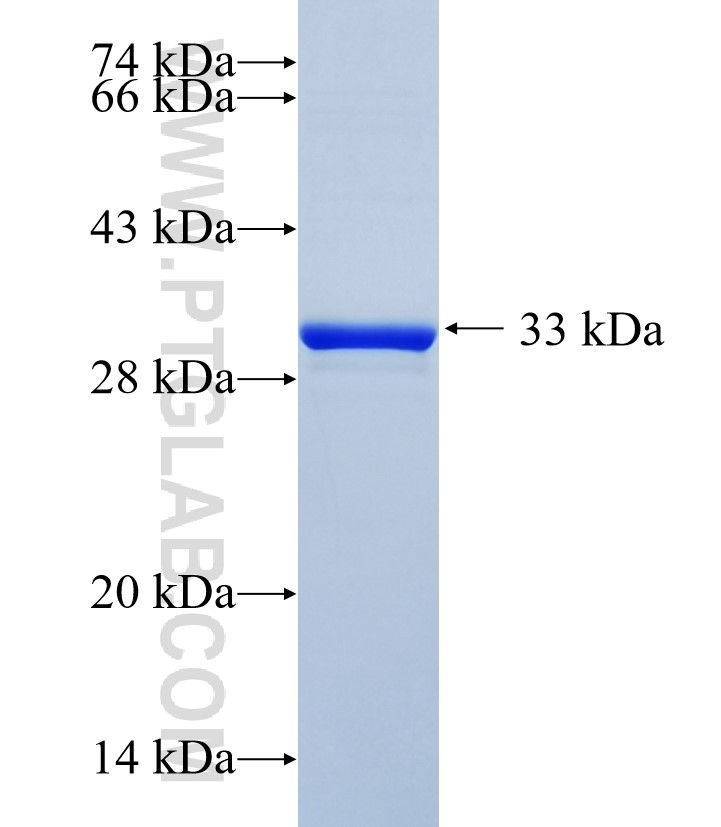 FOLR3 fusion protein Ag35928 SDS-PAGE