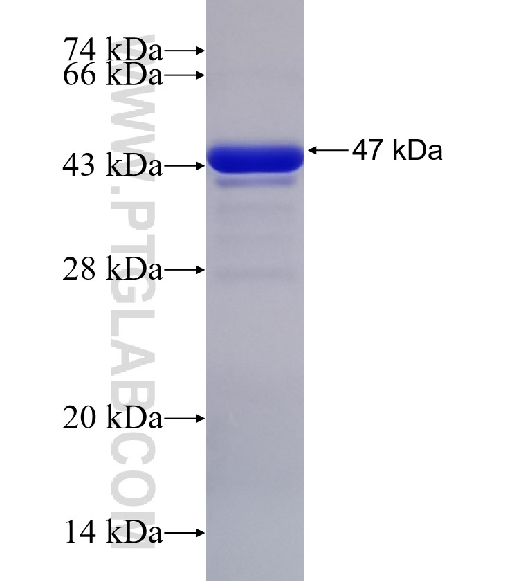 FOS fusion protein Ag32649 SDS-PAGE FOS fusion protein Ag32649 SDS-PAGE