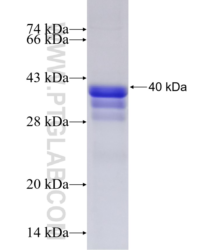 FOSL1 fusion protein Ag25788 SDS-PAGE