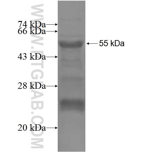 FOSL1 fusion protein Ag3344 SDS-PAGE