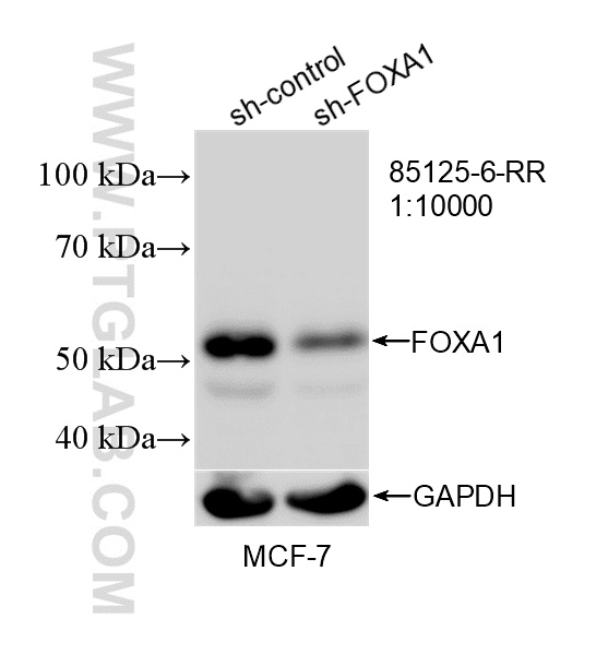 WB analysis of MCF-7 using 85125-6-RR