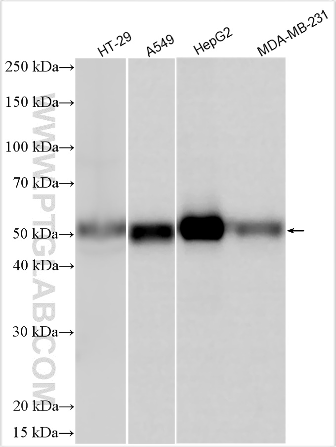 WB analysis using 22474-1-AP