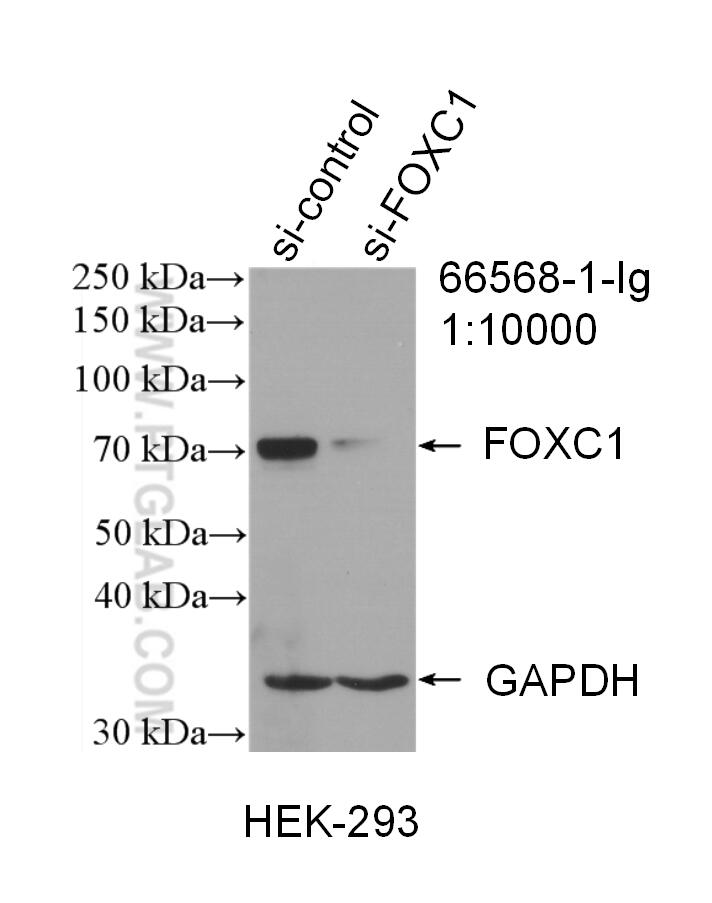 WB analysis of HEK-293 using 66568-1-Ig