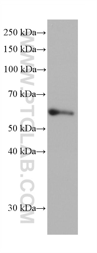 WB analysis of hTERT-RPE1 using 68384-1-Ig