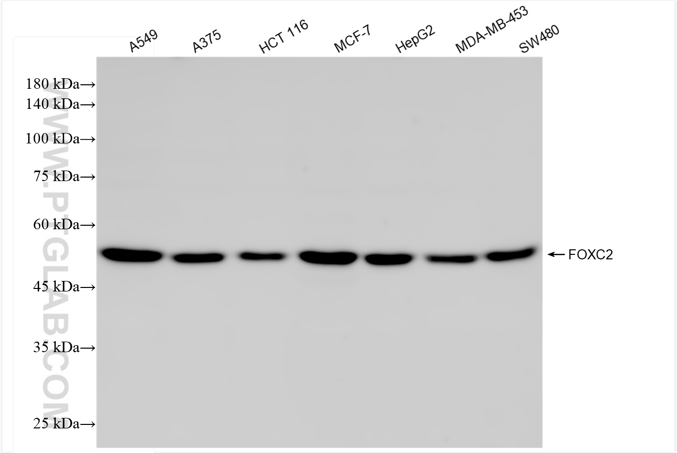 WB analysis using 83476-6-RR (same clone as 83476-6-PBS)