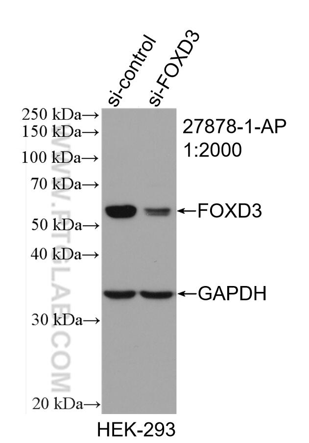 WB analysis of HEK-293 using 27878-1-AP