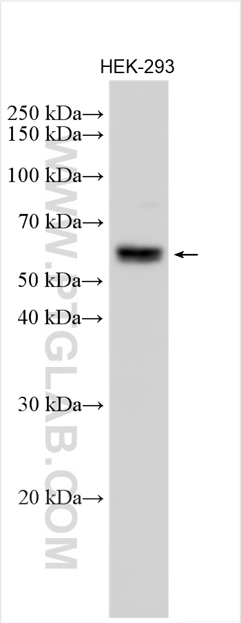 WB analysis of HEK-293 using 27878-1-AP