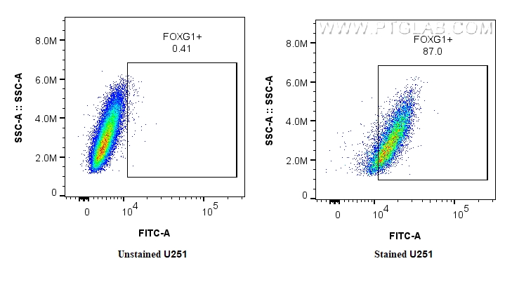 1x10^6 U-251 were intracellularly stained with 0.4 ug CoraLite® Plus 488-conjugated FOXG1 Recombinant monoclonal antibody (CL488-85930, Clone:250144E8), and 0.4 ug Isotype Control. Cells were fixed and permeabilized with Transcription Factor Staining Buffer Kit (<a class='green' href='/productredirect?CatalogNo=PF00011' target='_blank'>PF00011</a>). FC experiment of U251 using CL488-85930