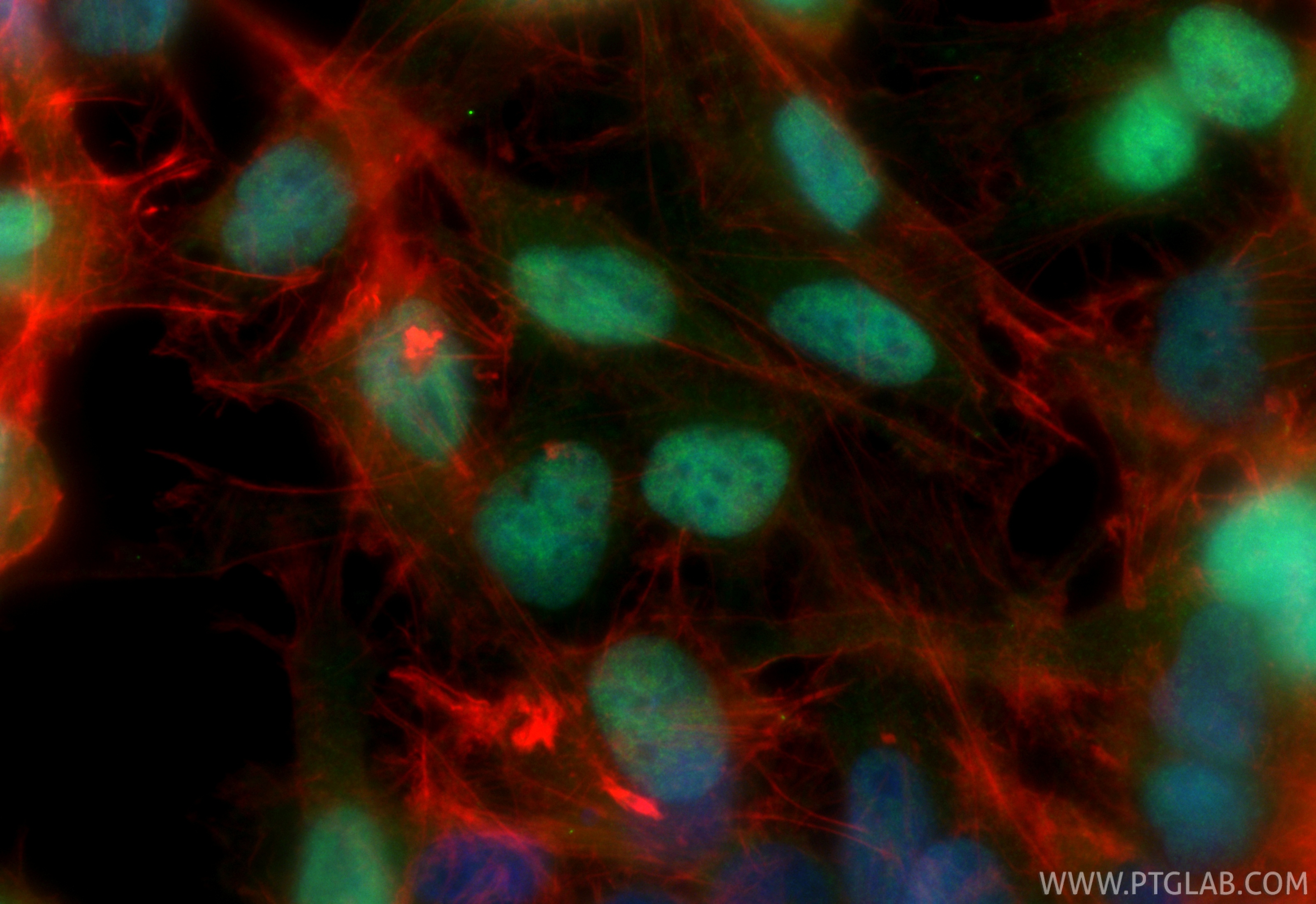 Immunofluorescent analysis of (4% PFA) fixed U-251 cells using CoraLite® Plus 488 FOXG1 antibody (CL488-85930, Clone: 250144E8 ) at dilution of 1:200, CL594-phalloidin (red). IF Staining of U-251 using CL488-85930