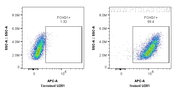 1x10^6 U251 were intracellularly stained with 0.4 ug CoraLite® Plus 647-conjugated FOXG1 Recombinant monoclonal antibody (CL647-85930, Clone:250144E8), and 0.4 ug Isotype Control. Cells were fixed and permeabilized with Transcription Factor Staining Buffer Kit (<a class='green' href='/productredirect?CatalogNo=PF00011' target='_blank'>PF00011</a>). FC experiment of U251 using CL647-85930