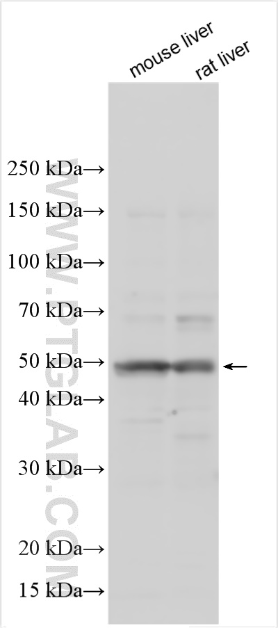 WB analysis using 25903-1-AP