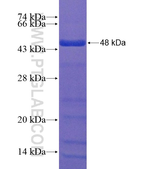 FOXJ1 fusion protein Ag20827 SDS-PAGE
