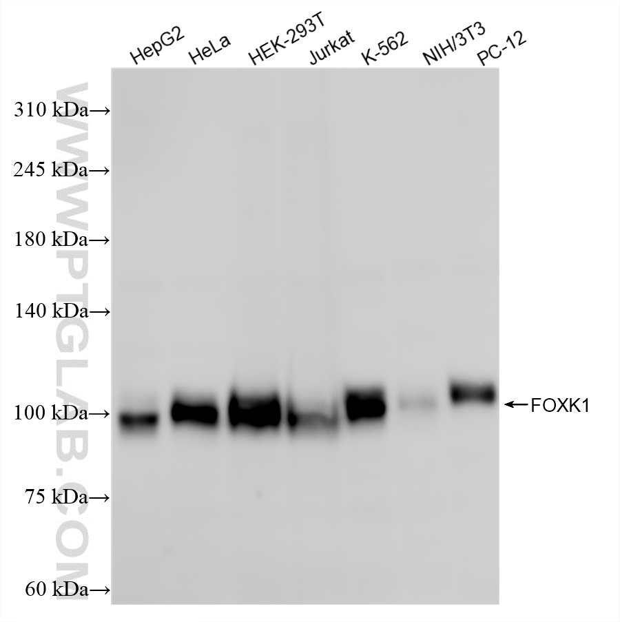Various lysates were subjected to SDS PAGE followed by western blot with 86452-1-RR (FOXK1 antibody) at dilution of 1:10000 incubated at room temperature for 1.5 hours. WB analysis using 86452-1-RR