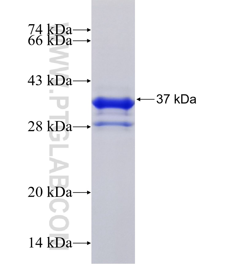 FOXK1 fusion protein Ag28820 SDS-PAGE