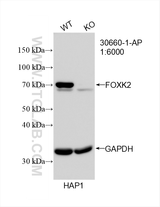 WB analysis of HAP1 using 30660-1-AP