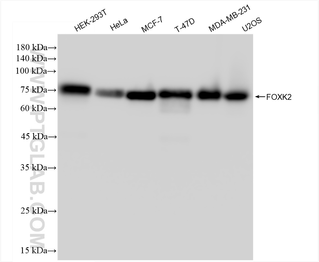 WB analysis using 83735-4-RR (same clone as 83735-4-PBS)