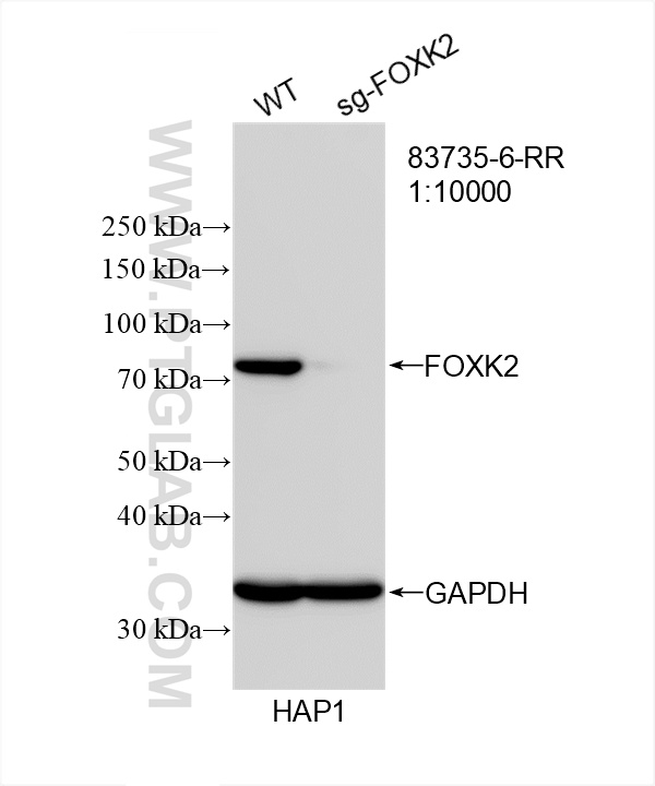 WB analysis of HAP1 using 83735-6-RR