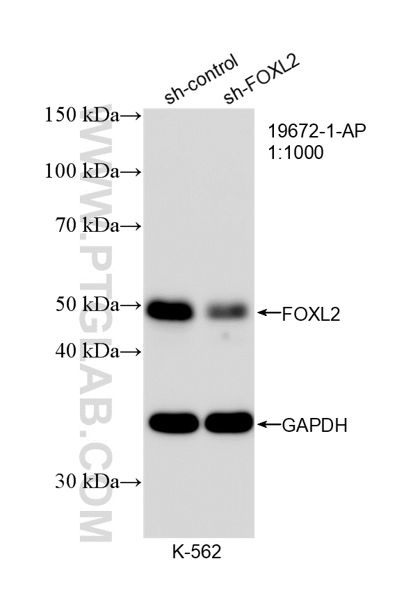 WB analysis of K-562 using 19672-1-AP