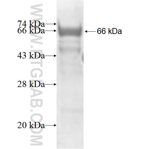 FOXN2 fusion protein Ag5126 SDS-PAGE